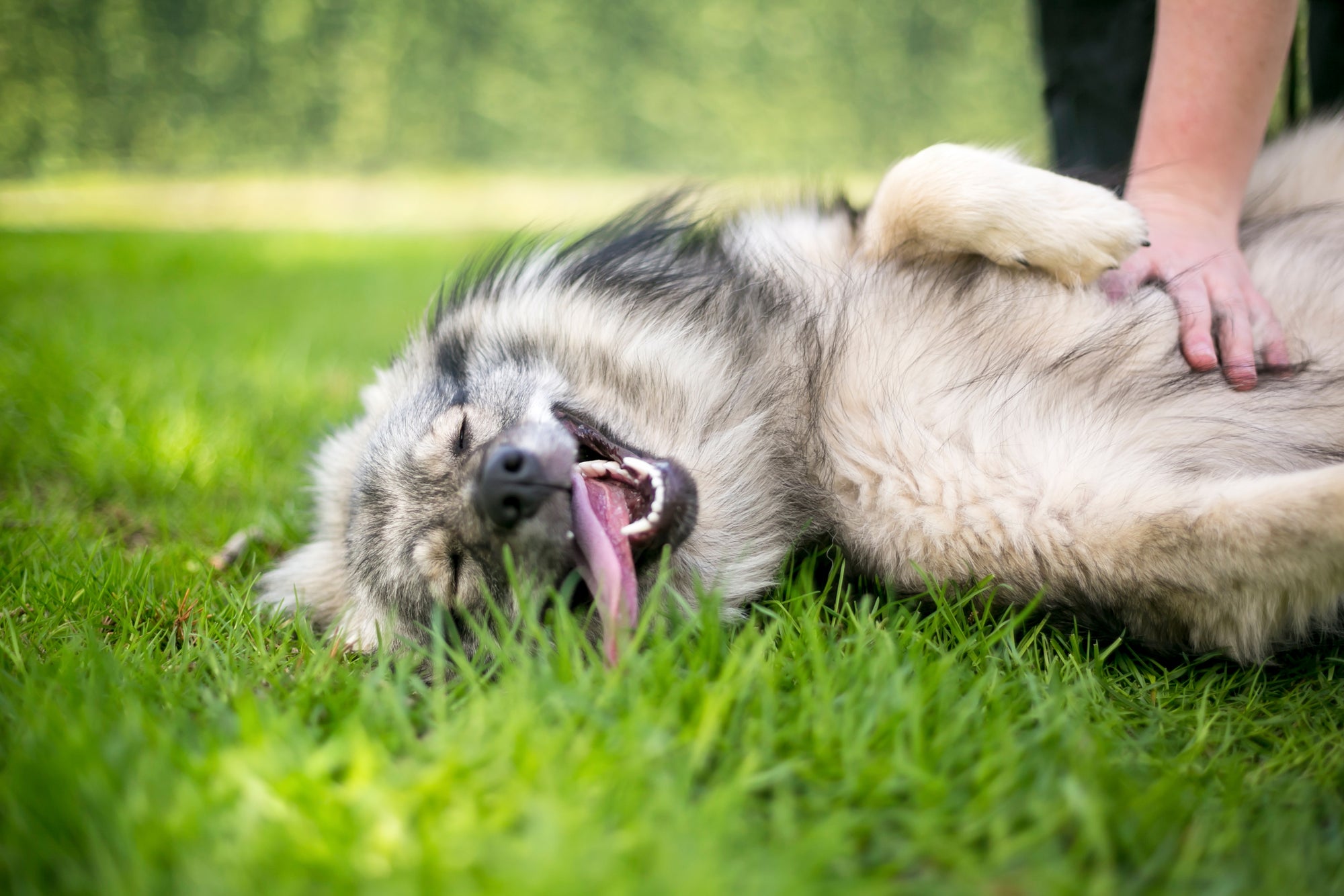 Gut Health For Pets: Tips & Tricks To Maintain A Healthy, Balanced Diet