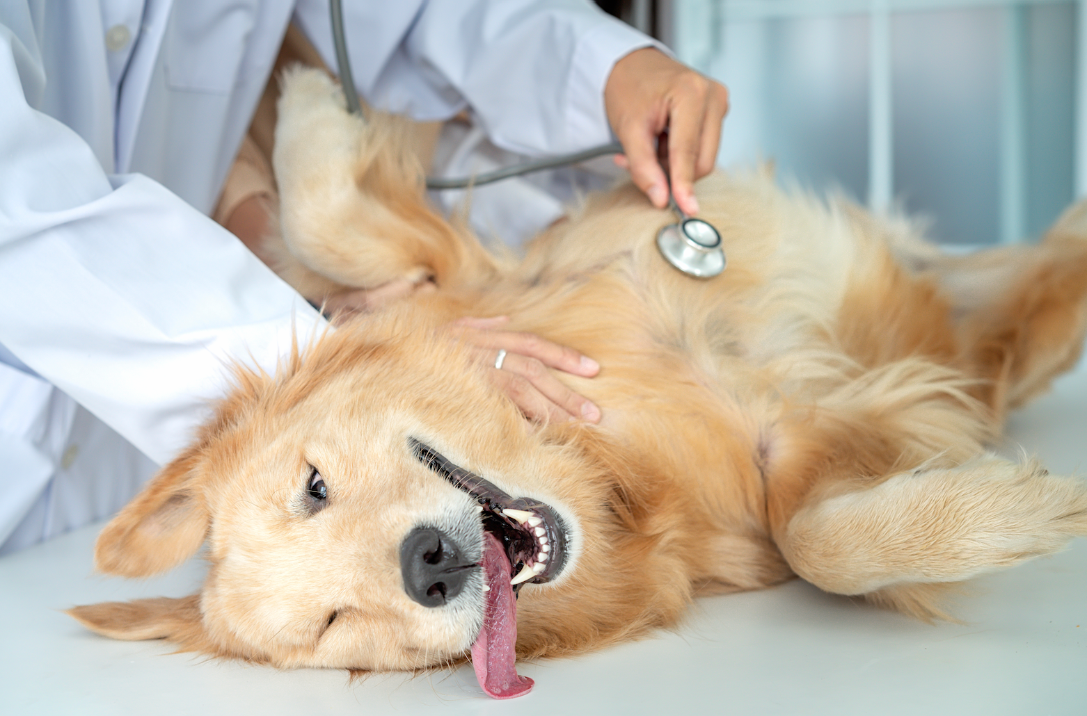 A dog on a table with a stethoscope.