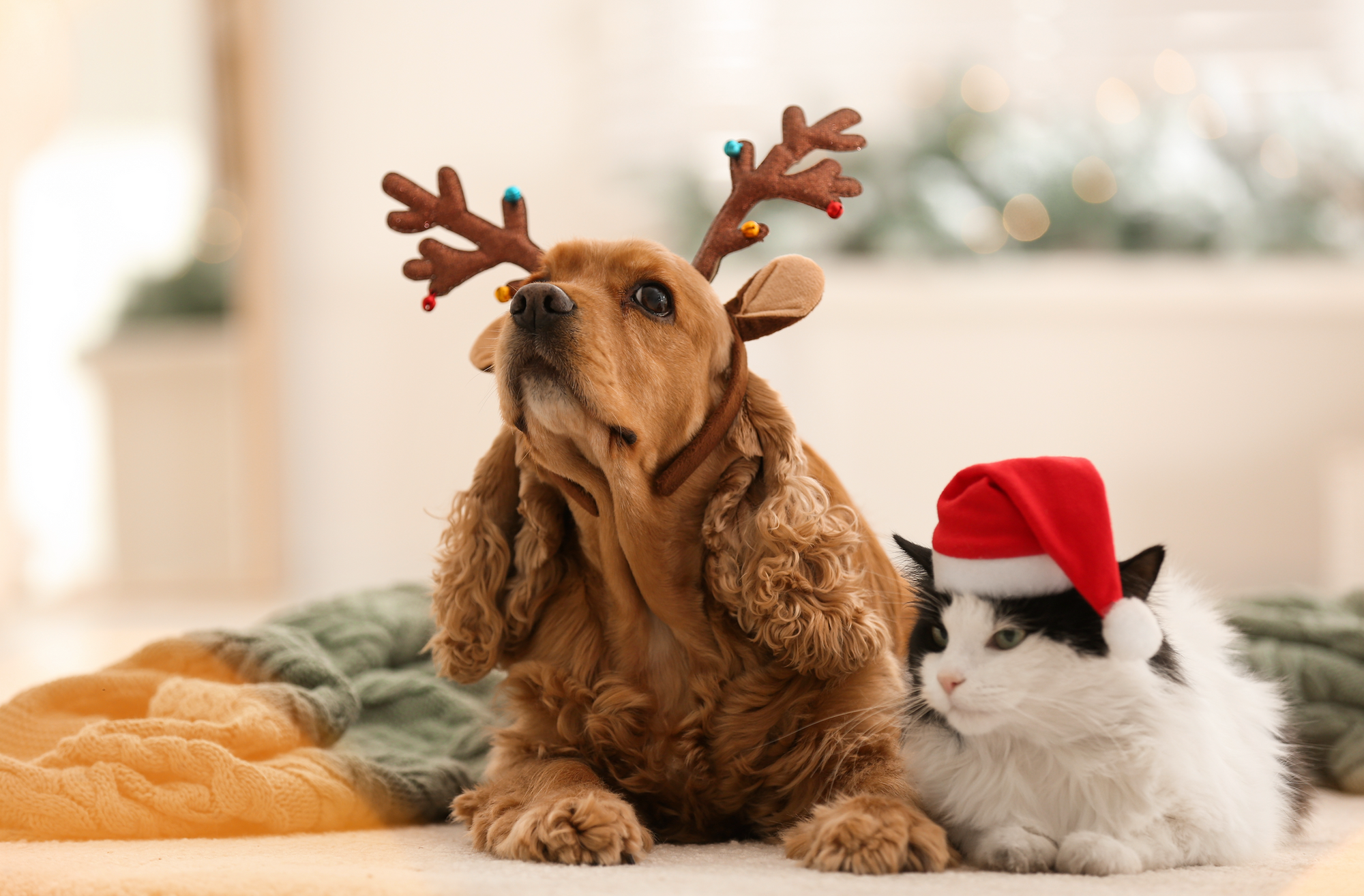Pet-Approved Stocking Stuffer Ideas for Your Cat or Dog