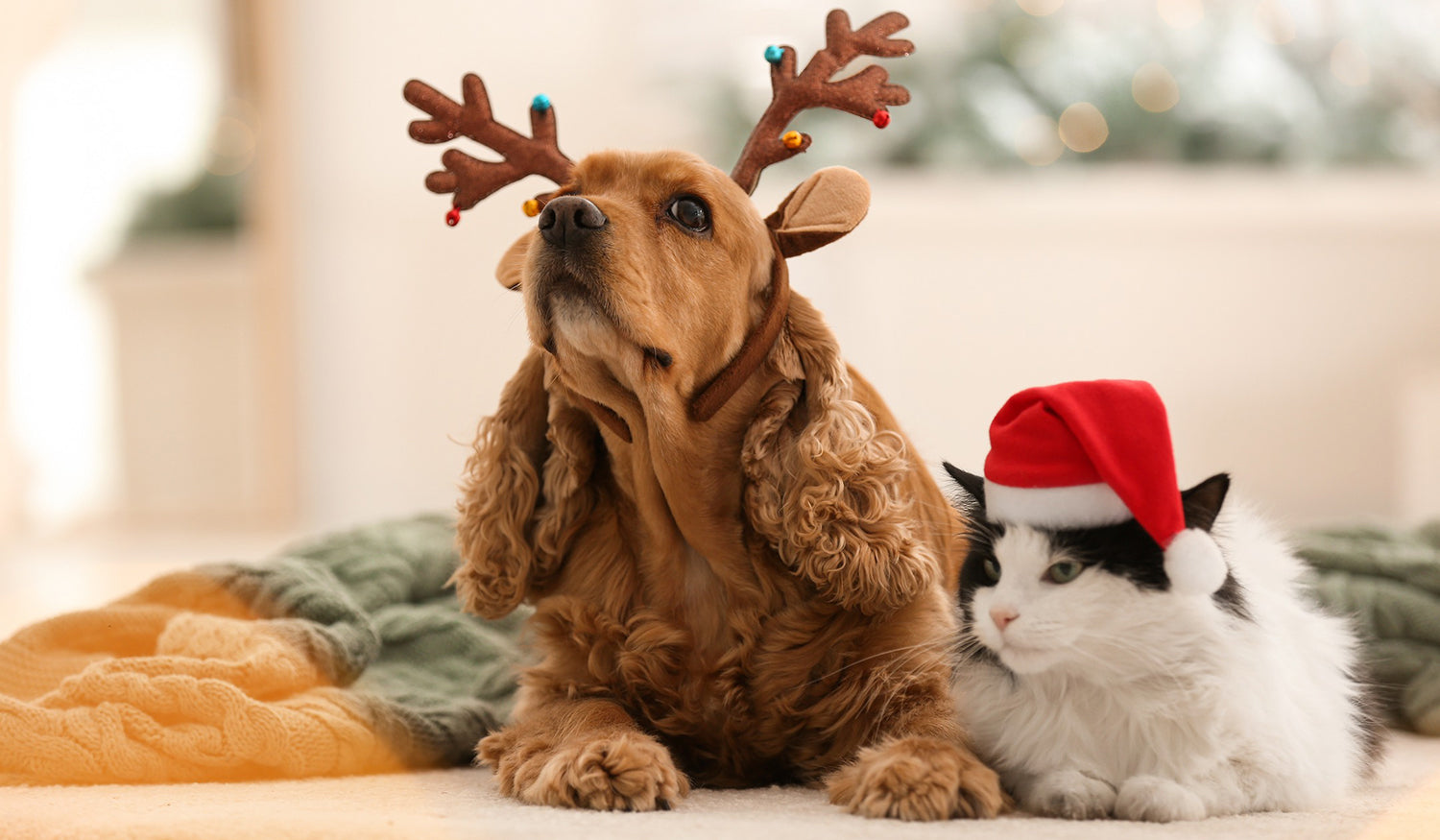 Dog wearing reindeer antlers and a black and white cat in a Santa hat