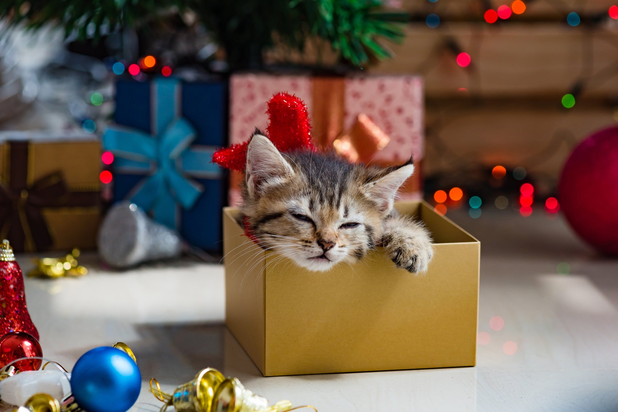 A cat wearing red antlers sleeps in a box, a festive Christmas scene.