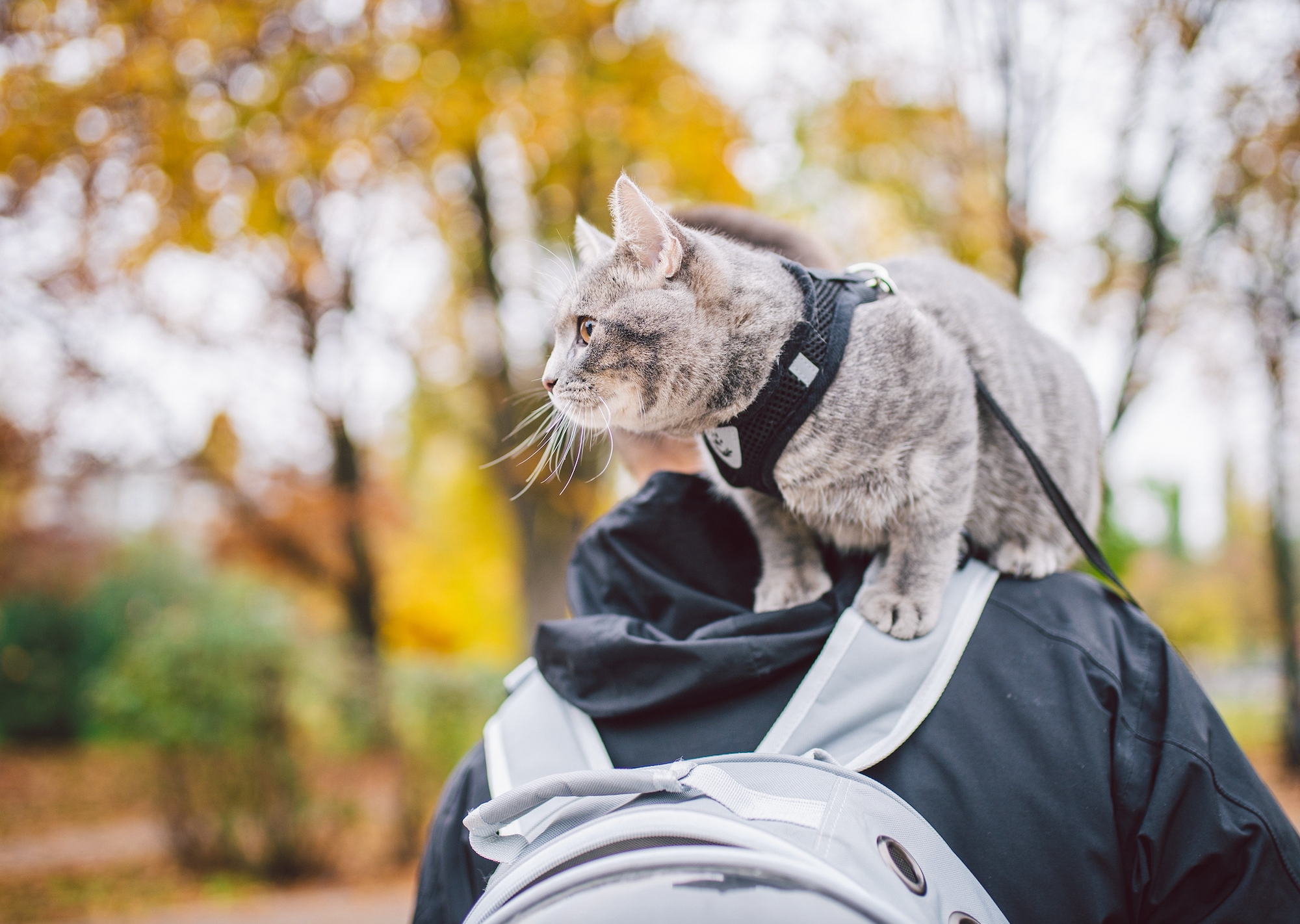 A cat sitting on a person's shoulder with a backpack nearby.