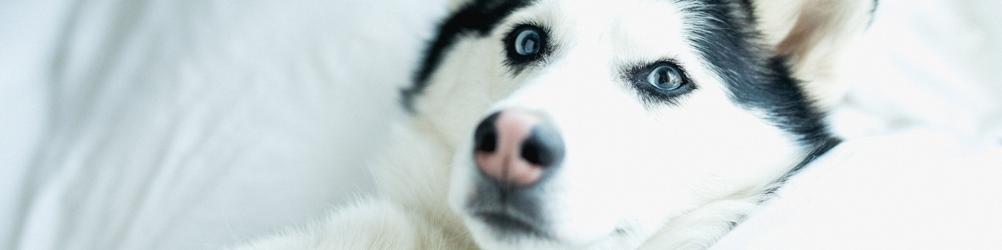 Close-up of a Husky dog lying down, looking directly at the camera with striking blue eyes. The background is a soft white, matching the dog's fur, creating a serene and calm atmosphere.