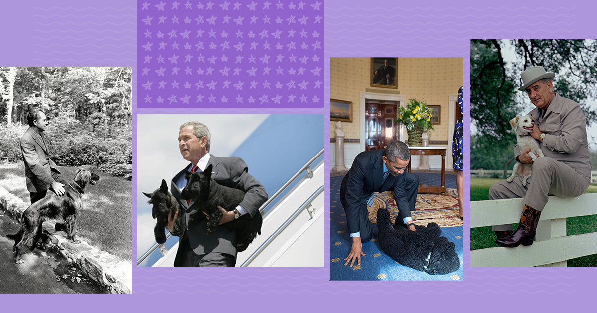 A collage of four U.S. Presidents with their dogs: one in grayscale walking with a dog, another holding a black dog while exiting an aircraft, the third playing with two dogs on the floor, and the fourth sitting on a fence holding a small dog.