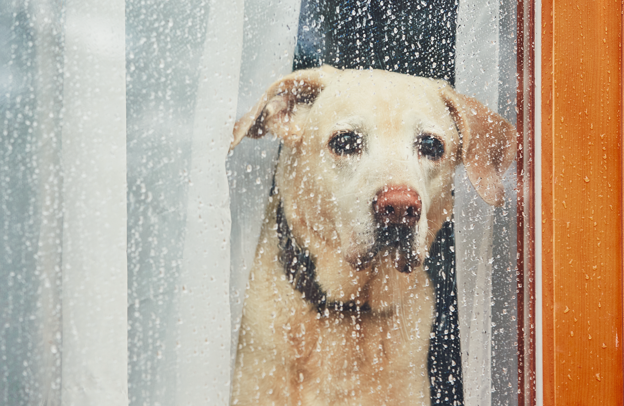 A dog looking through a wet window with water drops.