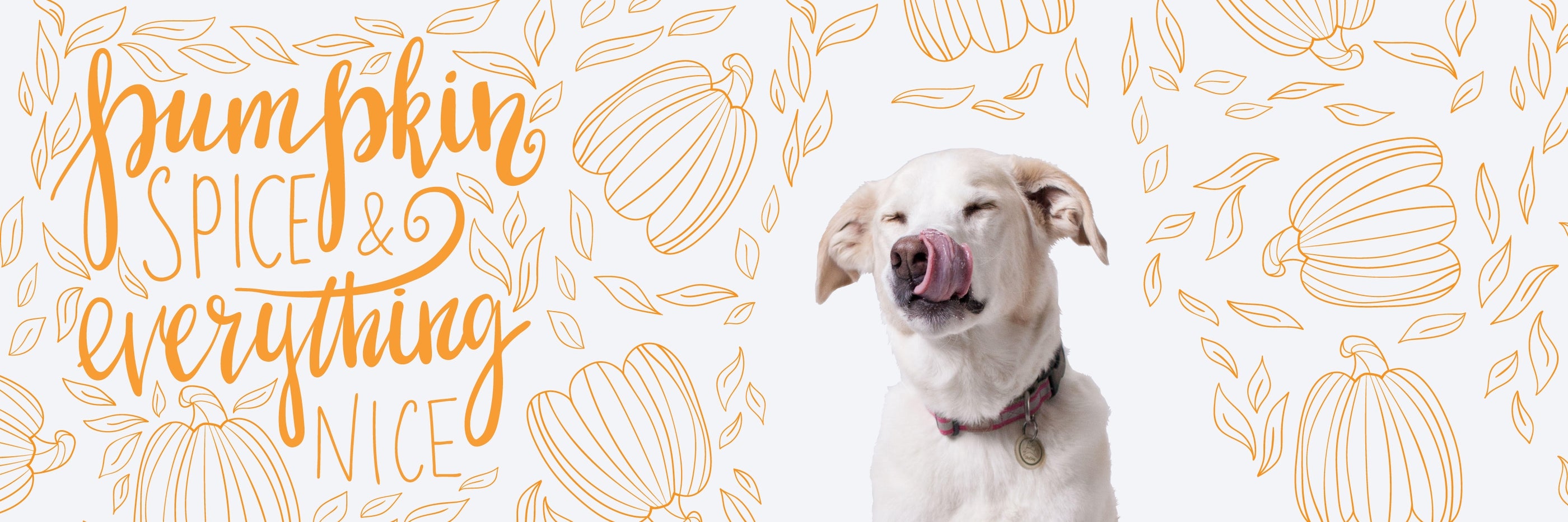 A light-colored dog licking its nose is surrounded by illustrated pumpkins and leaves. The phrase "pumpkin spice & everything nice" is written in playful orange script on the left side of the image. The background is white with pumpkin and leaf patterns.