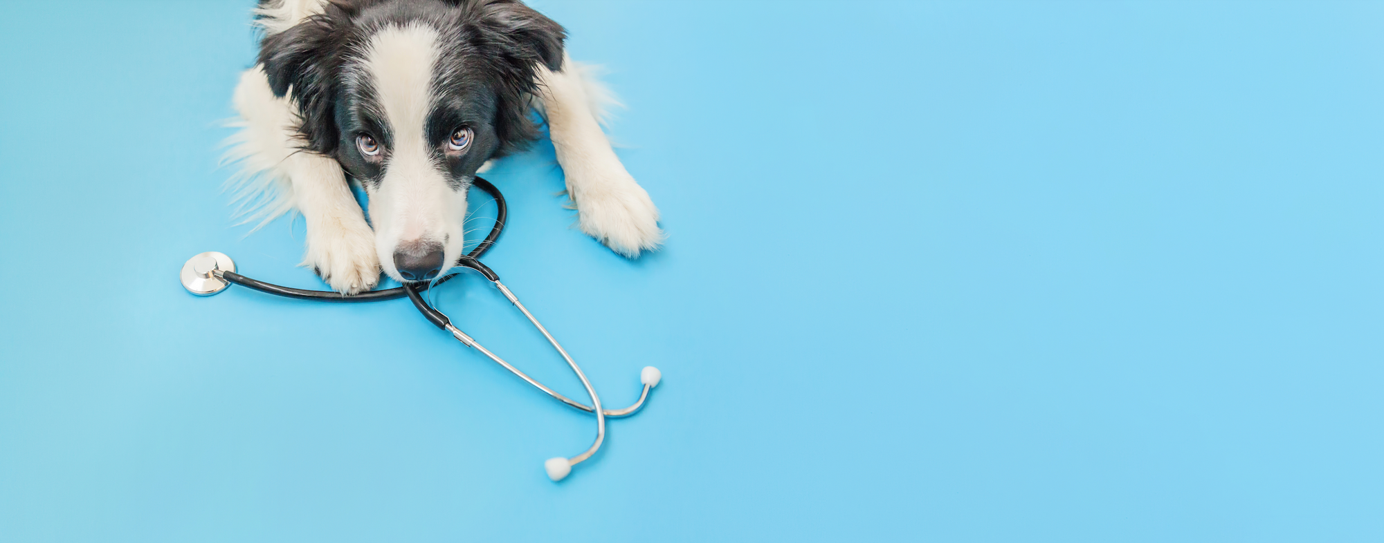 A dog with a stethoscope around its neck lying on the floor, holding a stethoscope in its mouth.