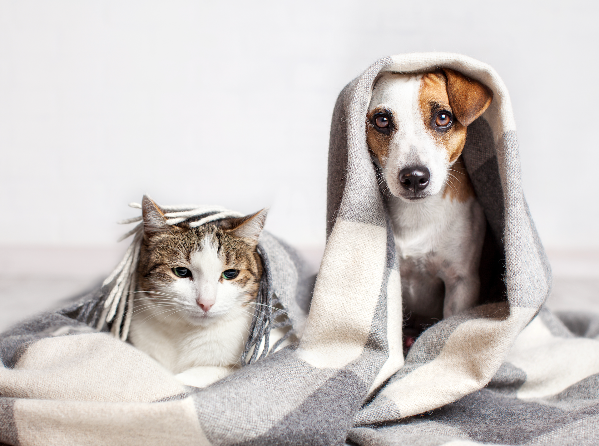 A dog and cat snuggled in a blanket.