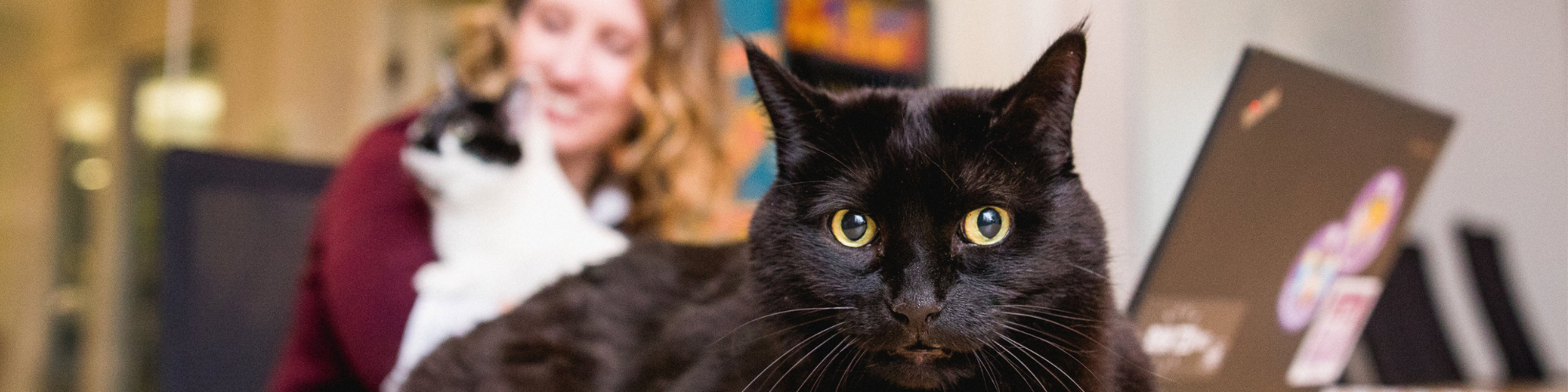 Close-up of a black cat with green eyes looking into the camera, while a person in the background holds a black and white cat. The person is slightly blurred, and a laptop with stickers is visible on a desk to the right.