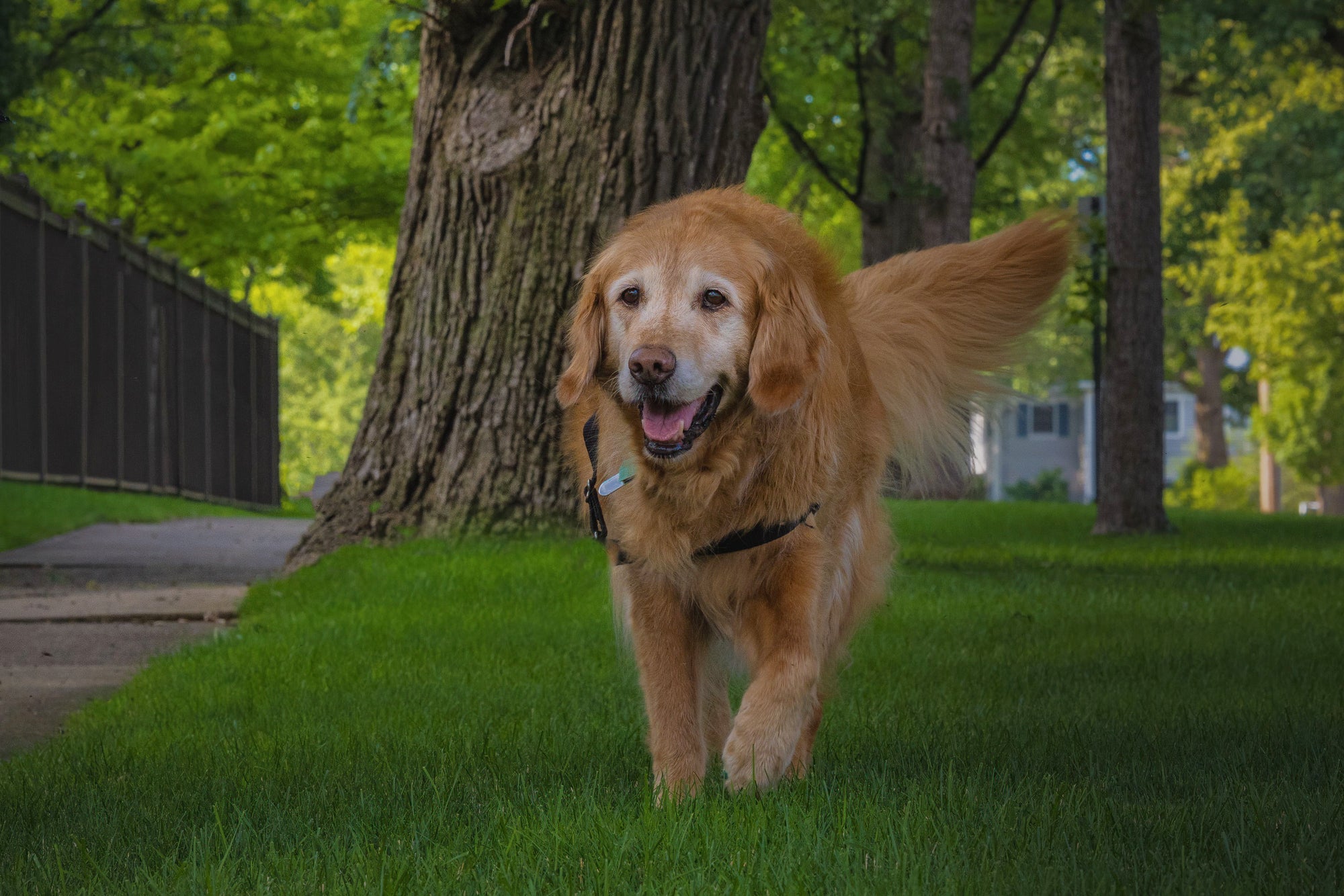 A dog walking on grass with trees in the background.