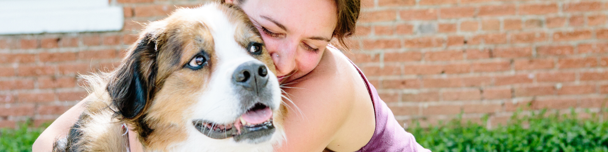 A person is hugging a large dog with a white and brown coat. The background shows a brick wall and grass. Both appear happy and relaxed outdoors.