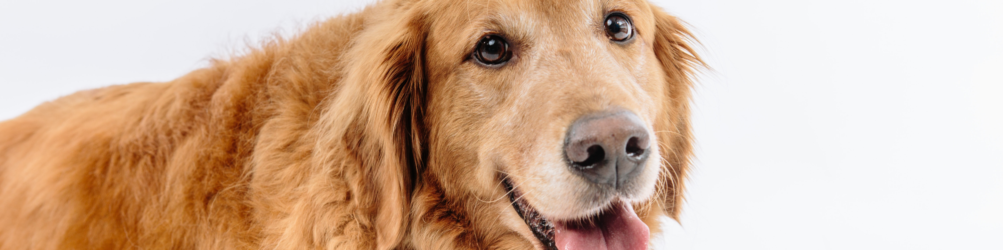 A close-up of a golden retriever with its mouth slightly open, showing its pink tongue. The dog has fluffy, golden fur and expressive, dark eyes, looking at the camera against a plain, white background.