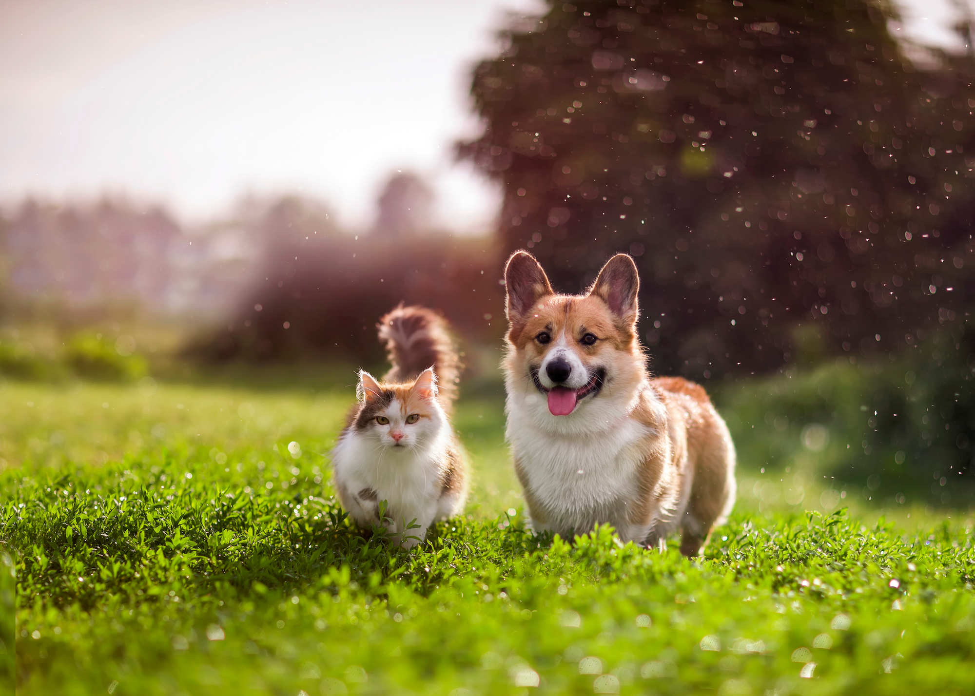 Dog and cat playing in grass, one standing, one running.