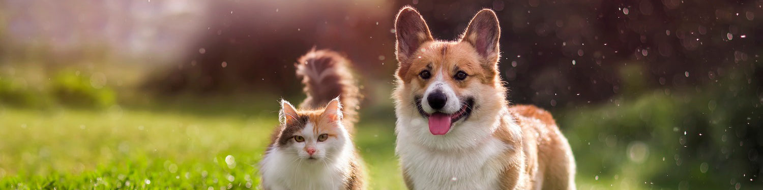 Dog and cat playing in grass, one standing, one running.