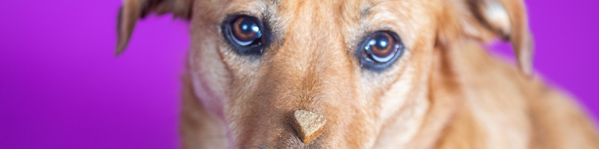 A close-up of a dog's face, with a focused expression and a small heart-shaped treat balanced on its nose. The dog's fur is light brown, and the background is a vivid purple. The dog has expressive brown eyes looking intently at the treat.