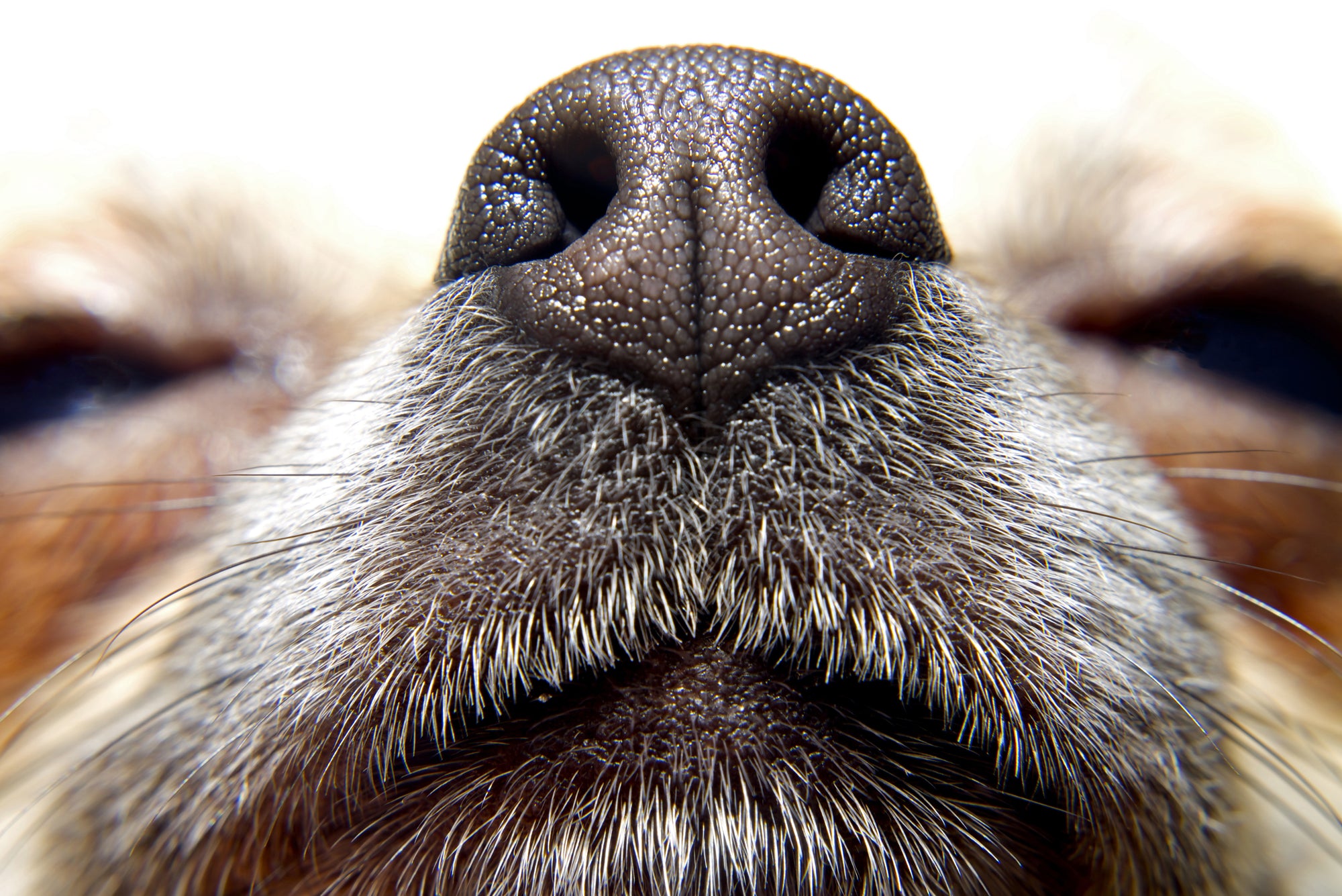 Close-up of a dog's nose and snout.