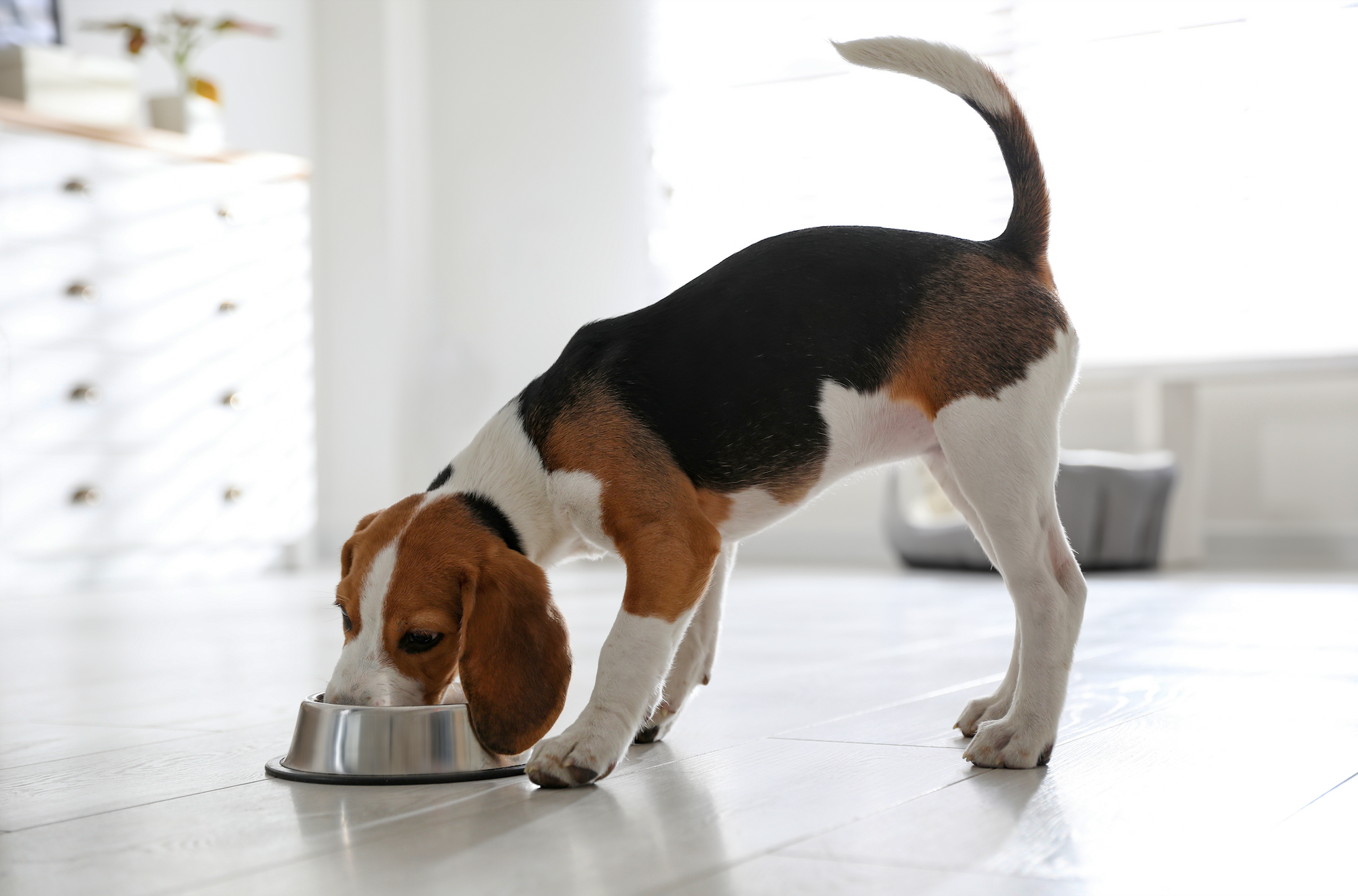 A beagle dog eating from a bowl indoors.