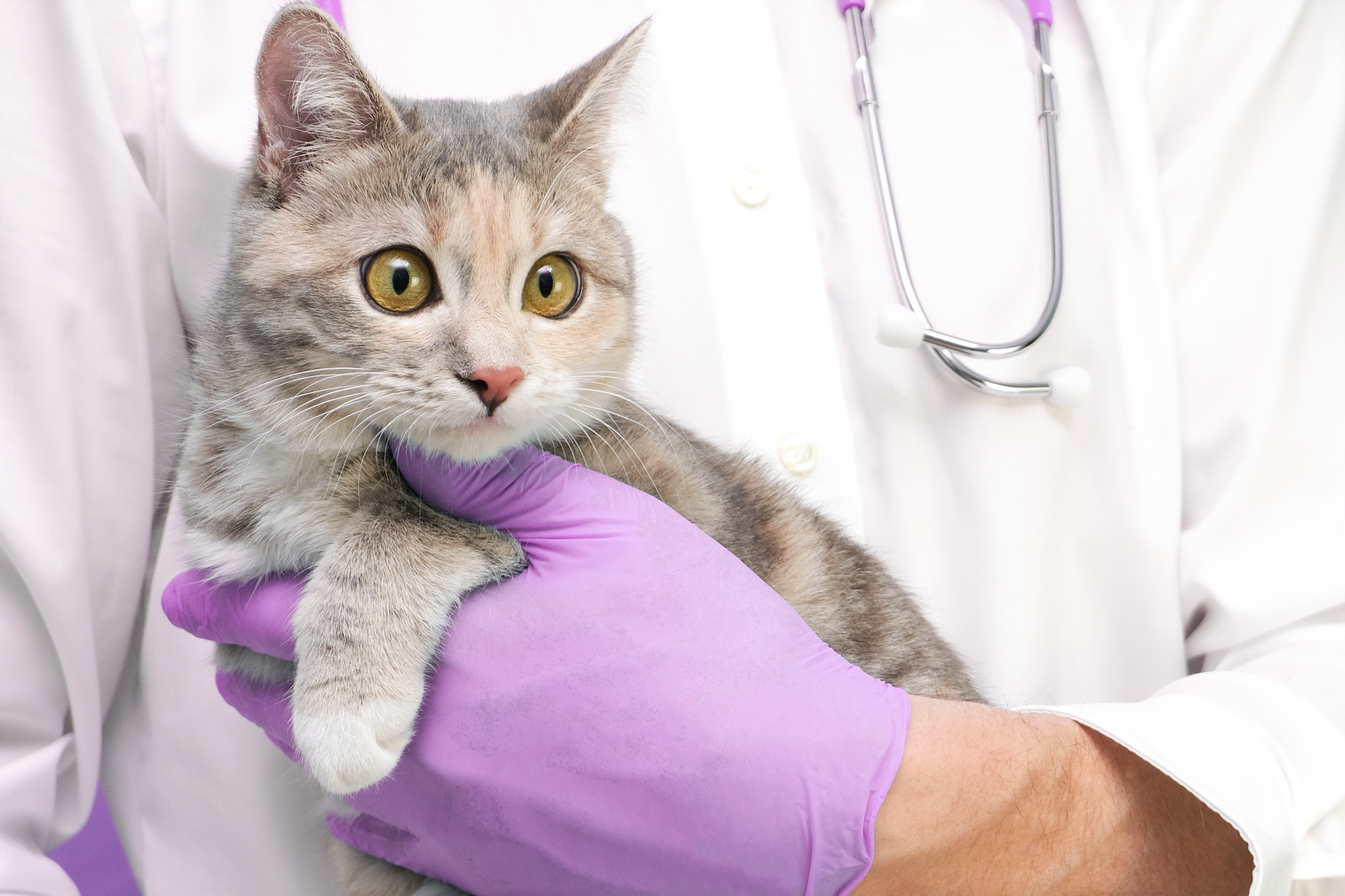 All About Urinary Tract Infections (UTIs) in Cats and Dogs