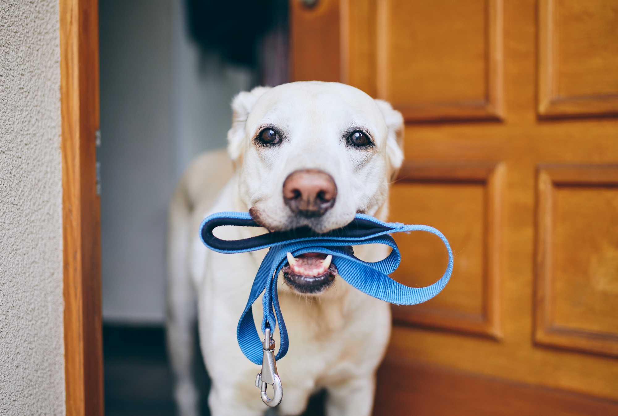A dog holding a leash in its mouth, close-up view.