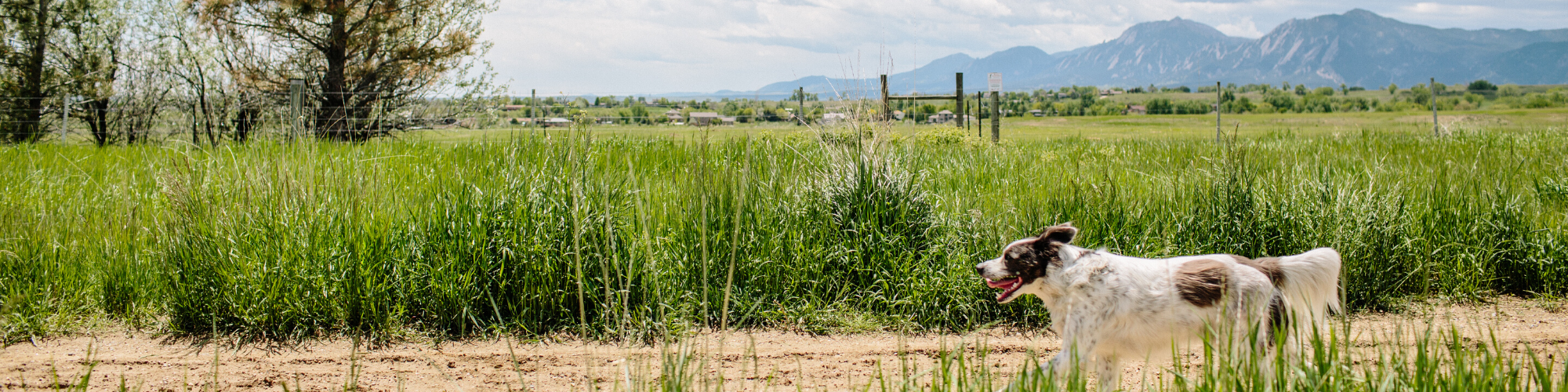 A white and brown dog walks along a dirt path through a grassy field. In the background, there are trees, a fence, distant buildings, and mountain peaks under a partly cloudy sky.