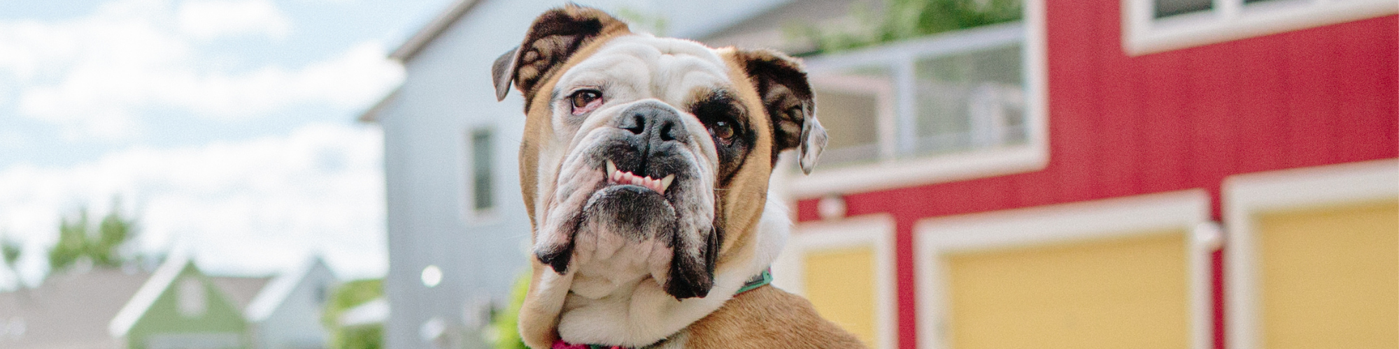 A bulldog with a wrinkled face and a slightly open mouth stands outside in front of colorful houses, including red, blue, and yellow buildings. The sky is clear with a few clouds in the background. The dog appears to be looking directly at the camera.