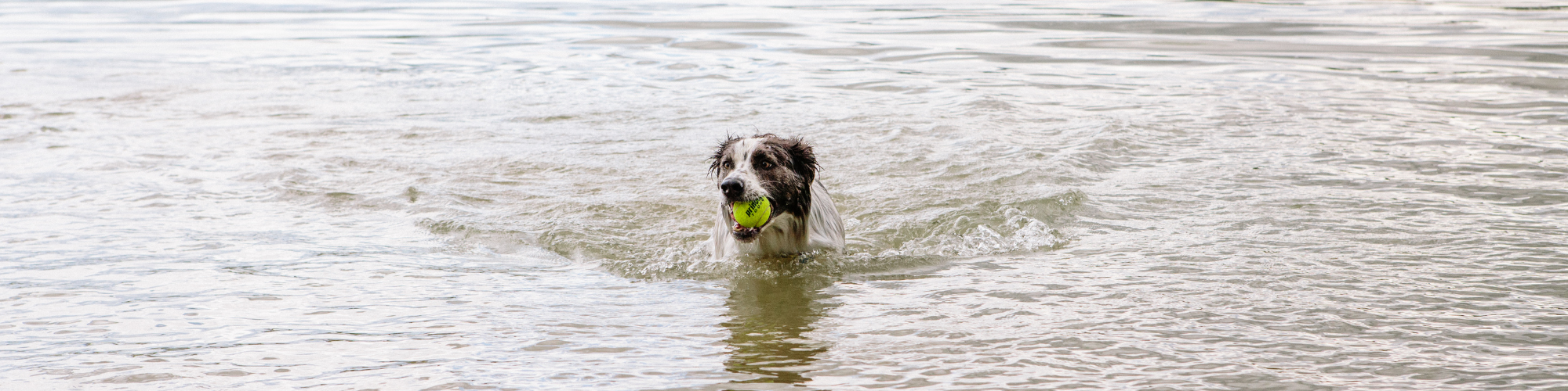 A wet dog swims in calm, shallow water, carrying a green tennis ball in its mouth. The dog's fur is white with brown patches, and it looks content while surrounded by rippling water.