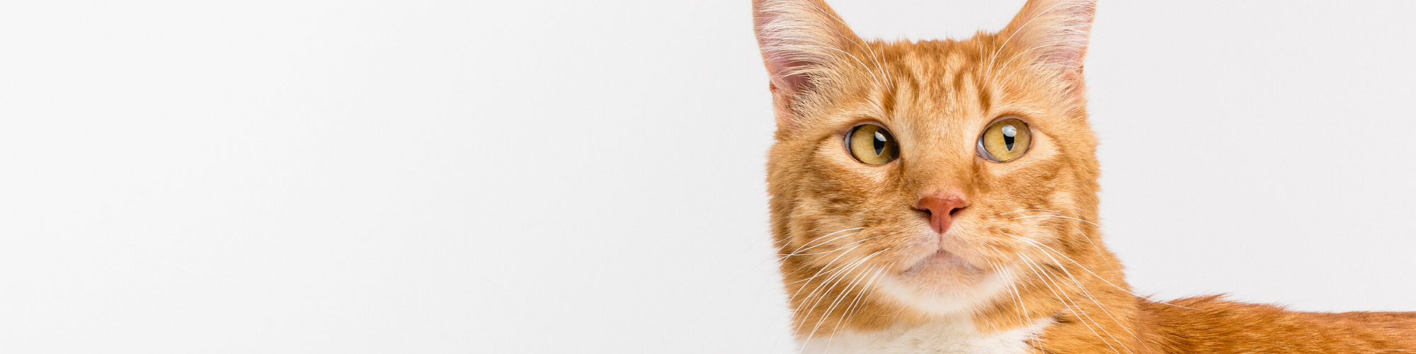 Close up of a cat's face with whiskers and fur.