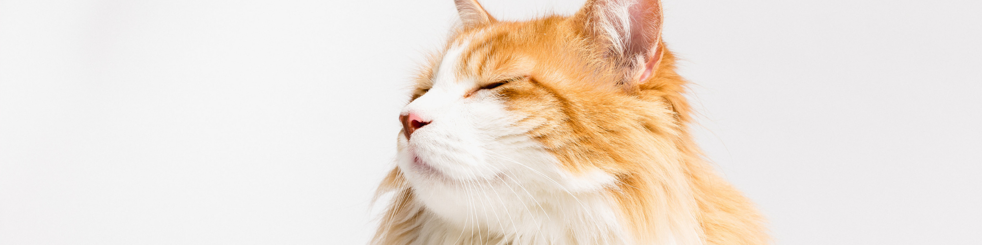 A close-up of an orange and white cat with long fur, looking to the side against a plain white background. The cat's eyes are closed, and it appears to be relaxed or sleepy.