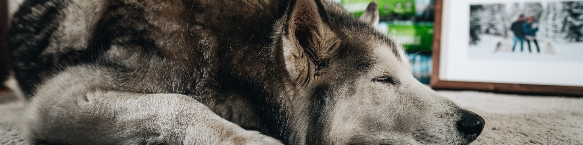 Close-up of a sleeping husky dog lying on a soft surface indoors. In the background, there is a framed picture of people standing in a snowy setting. The image conveys a cozy and peaceful atmosphere.