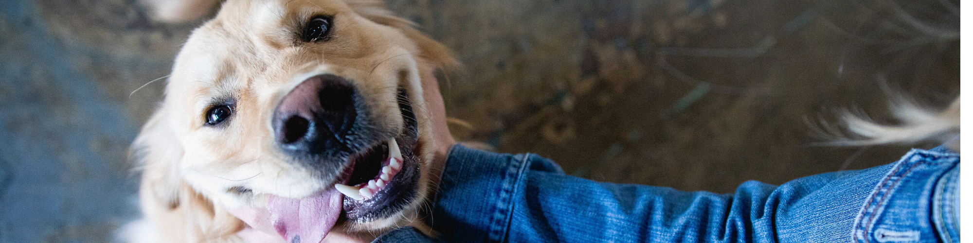 Close-up of a golden retriever being pet under its chin. The dog appears happy, with its mouth open and tongue slightly out, looking up at the person petting it, who is wearing a denim jacket.