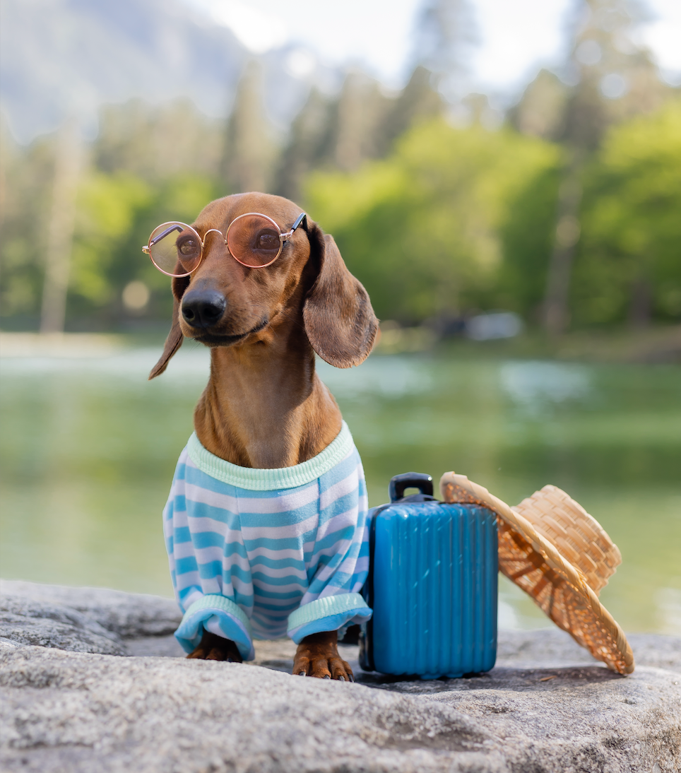 A dog in a shirt and sunglasses, with a blue suitcase and a straw hat.