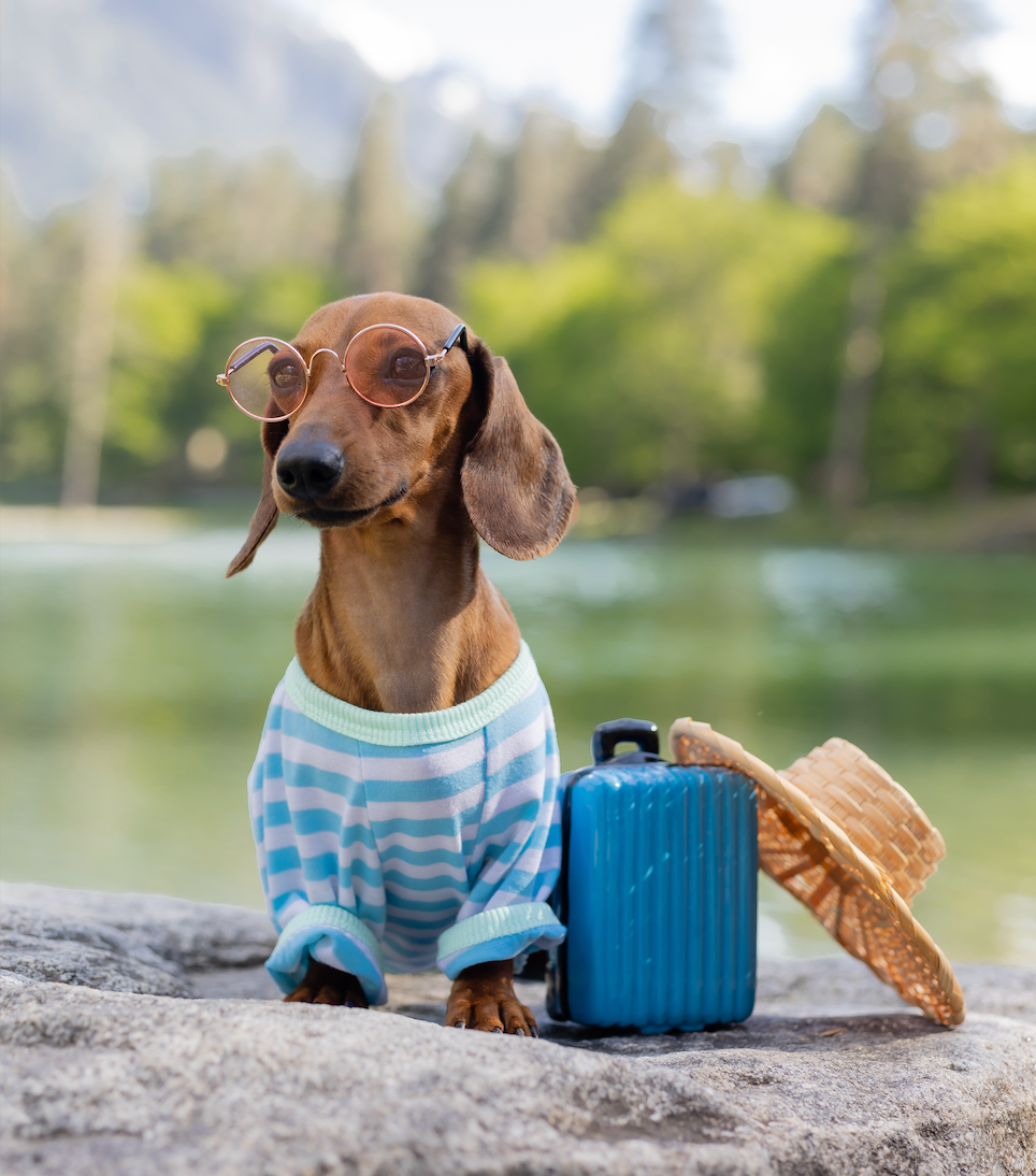 What to Pack for Your Pet Sitter or Pet Boarder I and love and you