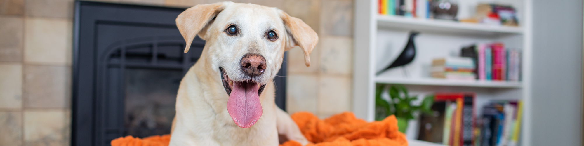 A happy, light-colored dog with its tongue out lies on an orange blanket in front of a fireplace. A white bookshelf filled with books and decorations is in the background.