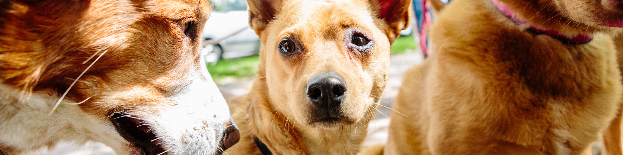 Three dogs are the focus of this image. The central dog looks directly at the camera with a curious expression. The dog on the left has its face partially visible, and the third dog is only partially shown on the right. They appear to be outdoors.