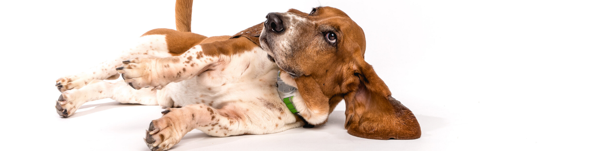 A Basset Hound with a brown and white coat lies on its side, looking up with one ear spread out flat on the ground. The background is a clean, white backdrop, highlighting the dog's expressive face and short legs.