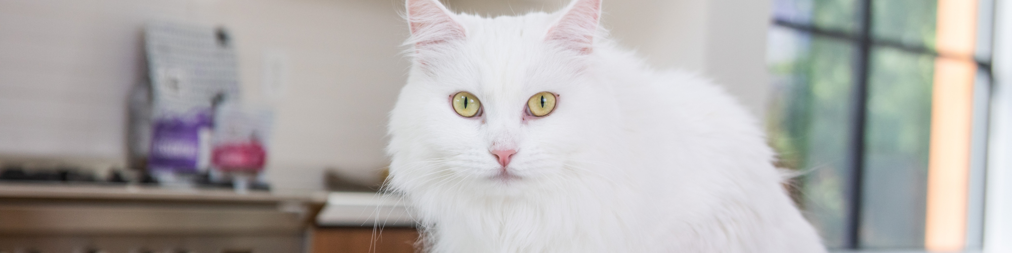 A fluffy white cat with piercing green eyes stands indoors, looking directly at the camera. The background shows a kitchen with various items on the counter, and a window letting in natural light.