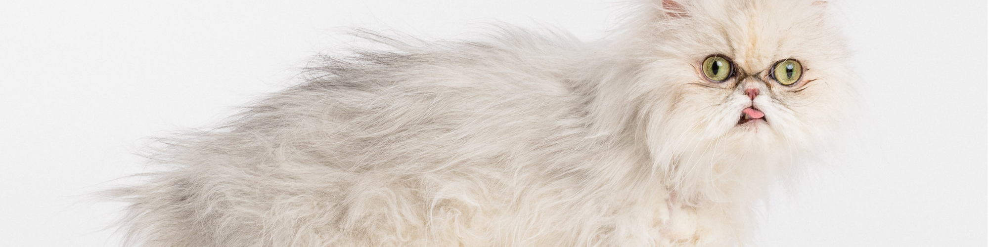 A fluffy Persian cat with long, light gray fur and large green eyes stands against a plain white background. Its tongue sticks out slightly, adding a playful expression to its face.