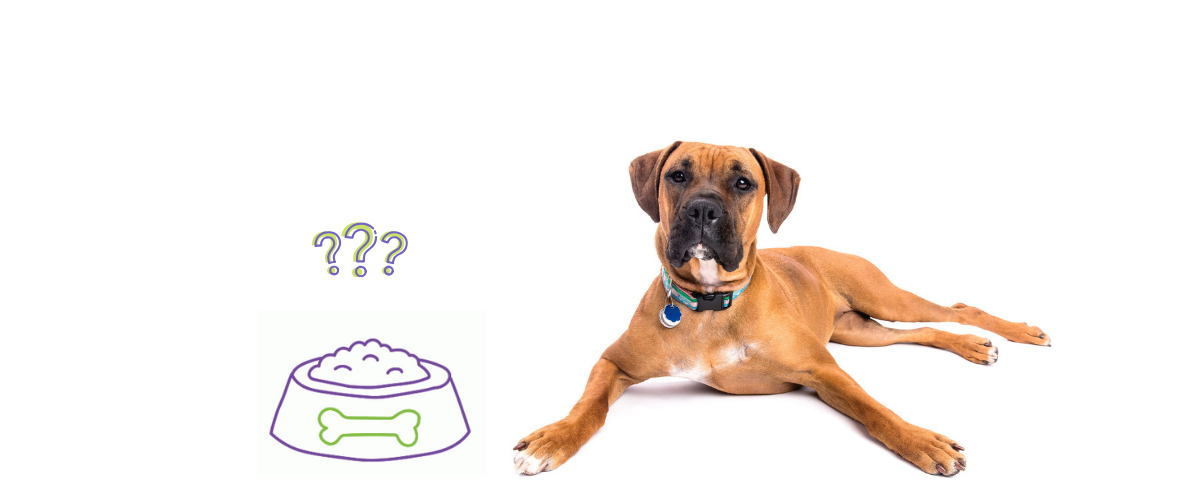 Why Won't My Dog Eat & What Should I Do