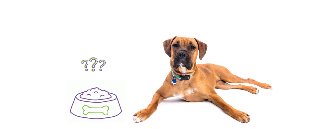 A brown dog with a blue collar lies on the floor looking forward. To its left, there is an illustration of a dog bowl with a green bone on it and three purple question marks above, suggesting the dog's curiosity or confusion about the food.