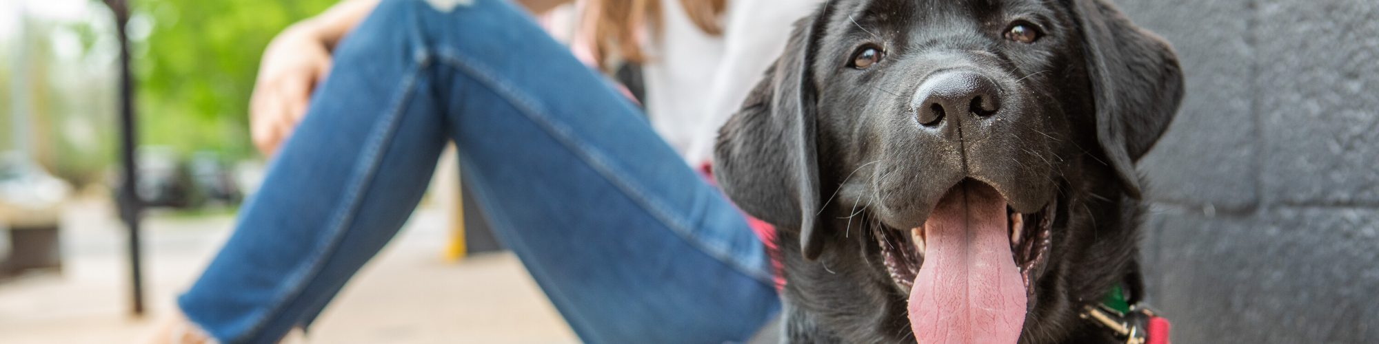 Close-up of a happy black Labrador Retriever with its tongue out, sitting beside a person in blue jeans and a white shirt. The background shows an outdoor scene with greenery and a pavement, suggesting a casual and relaxed atmosphere.