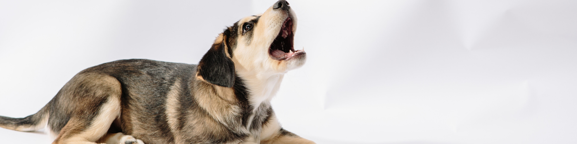 A brown and black dog is lying down on a white surface, looking up with its mouth open as if barking or howling. Its ears are floppy, and its fur is a mix of tan, black, and white. The background is plain white.