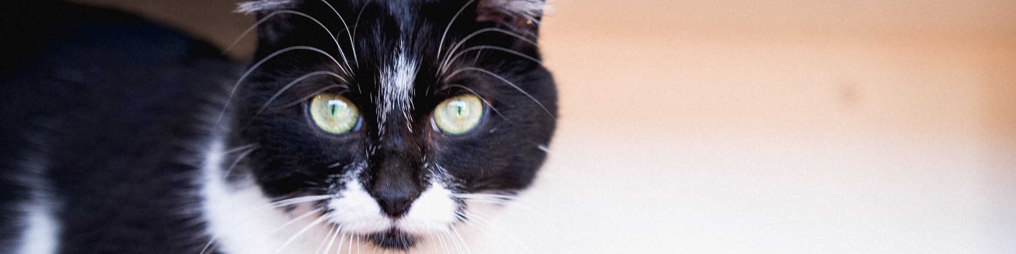 Close-up of a black and white cat with striking green eyes, staring directly at the camera. The background is softly blurred, emphasizing the cat's face. The cat has a white stripe on its forehead and white whiskers.