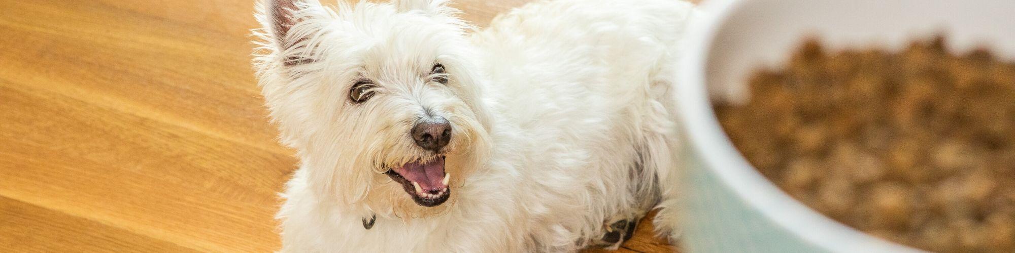 A small white dog with fluffy fur and pointed ears stands on a wooden floor, looking up with an open mouth, appearing happy. A white bowl filled with kibble is placed nearby.