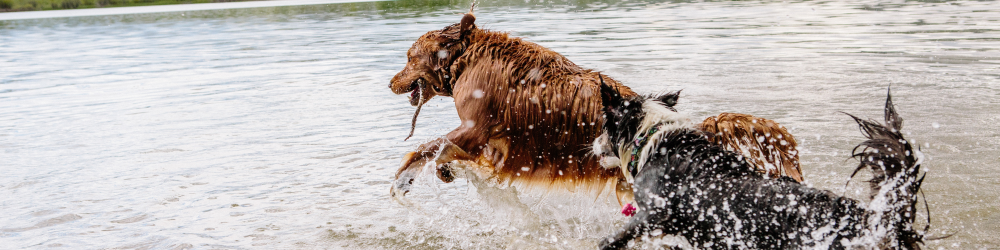 Two dogs, a wet golden retriever and a black and white border collie, playfully splash through shallow water at the edge of a lake on a sunny day. The golden retriever is holding a stick in its mouth while the border collie chases after it.