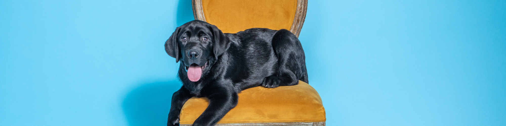 A black Labrador Retriever is lying on a mustard yellow chair against a bright blue background. The dog has its tongue out, appearing relaxed and content. The chair has a wooden frame.