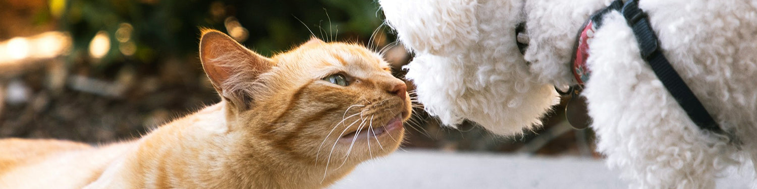 Cat and dog in close-up interaction indoors.