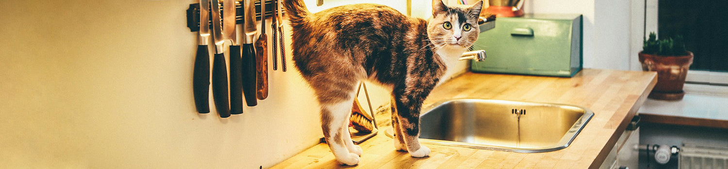 A tabby cat stands on a kitchen counter.