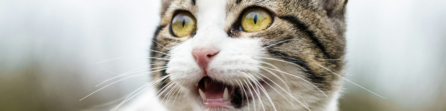 Why Do Cats Eat Their Vomit?