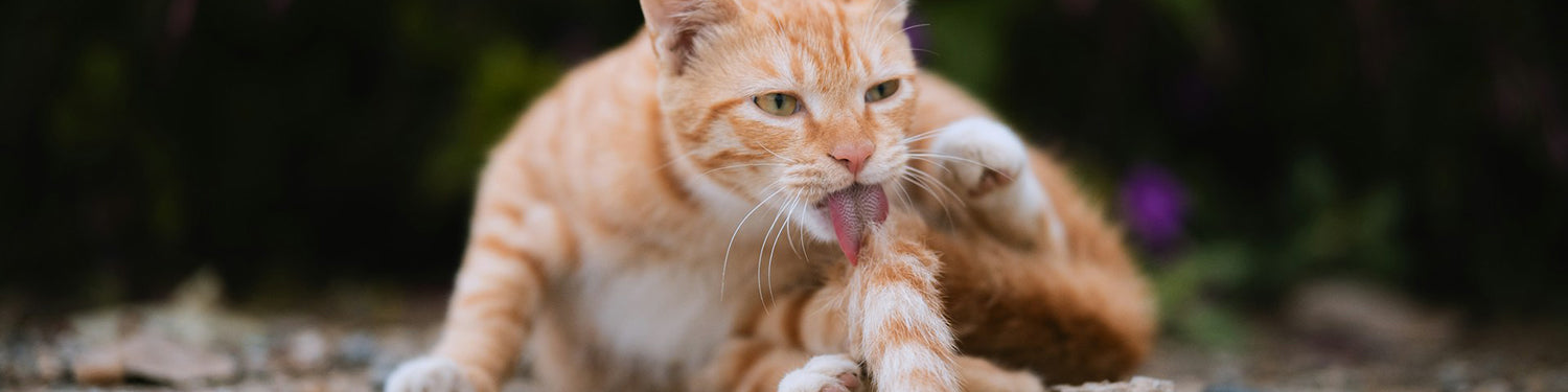 An orange tabby cat is lying on the ground licking its tail.