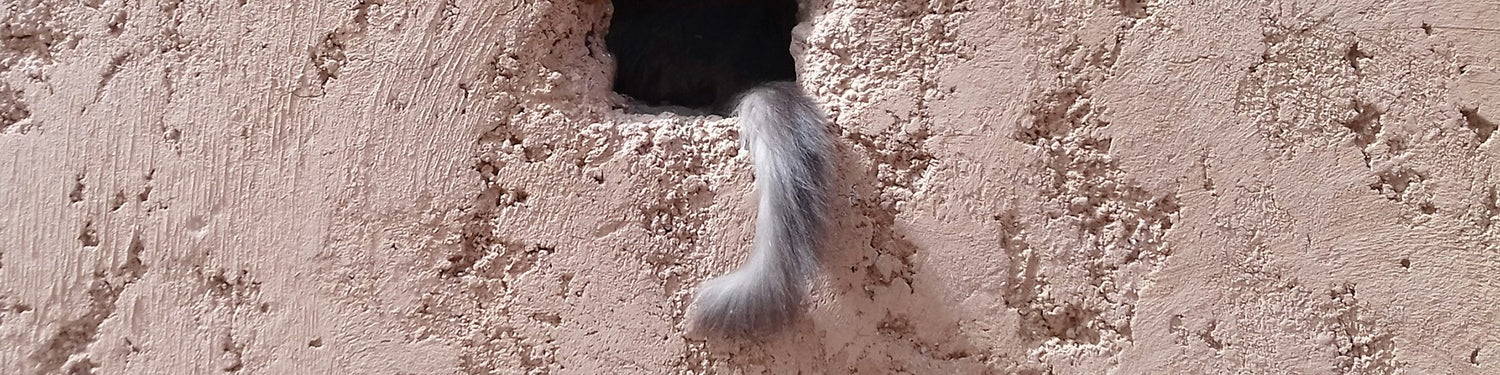 A lone silver cat tail hangs out of a hole on the side of a pink stucco wall.